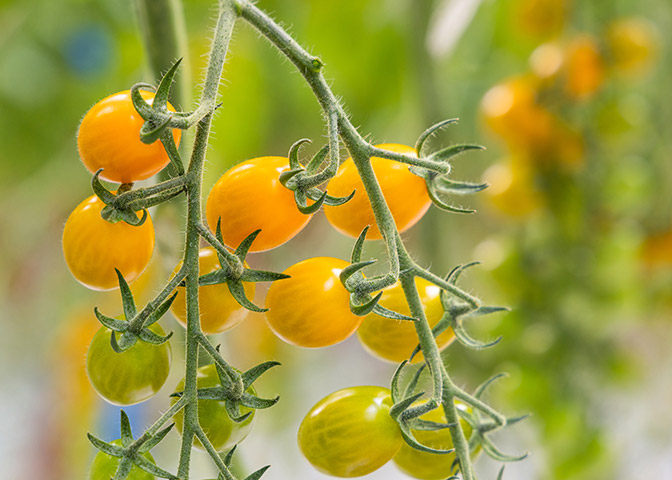 Mini plum tomato Serifos