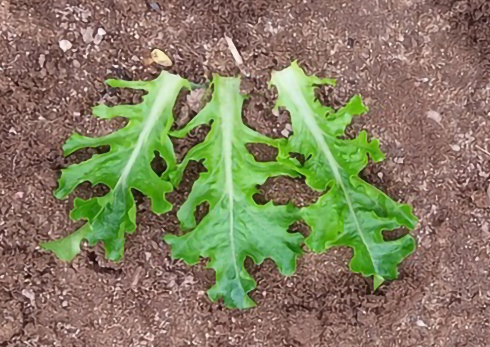 Lettuce Babyleaf Manresa