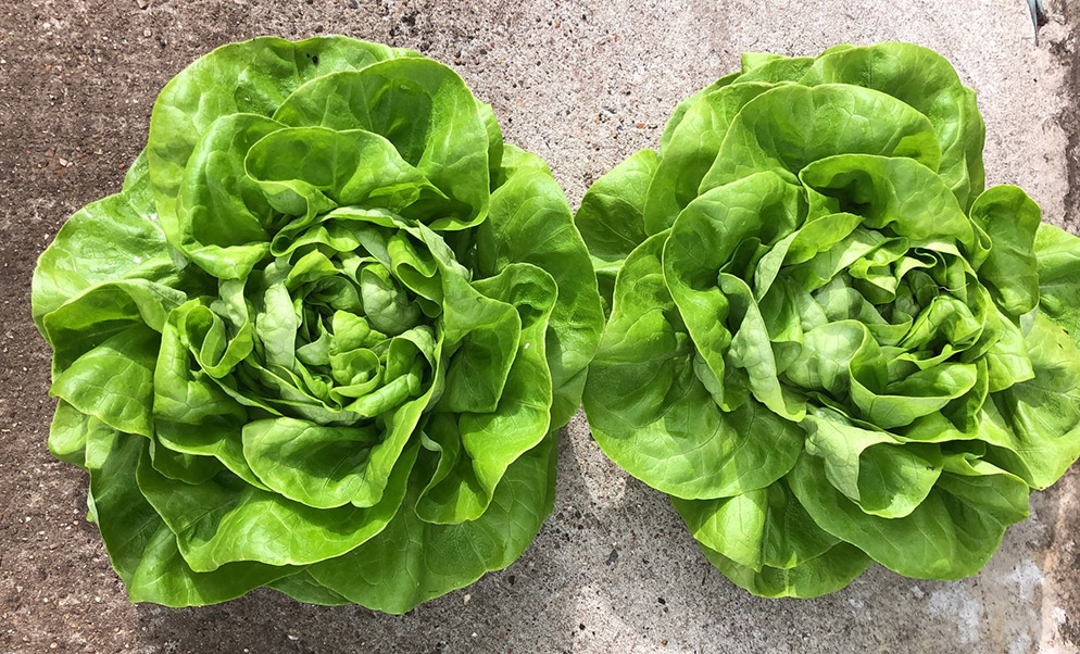 Butterhead lettuce Finley