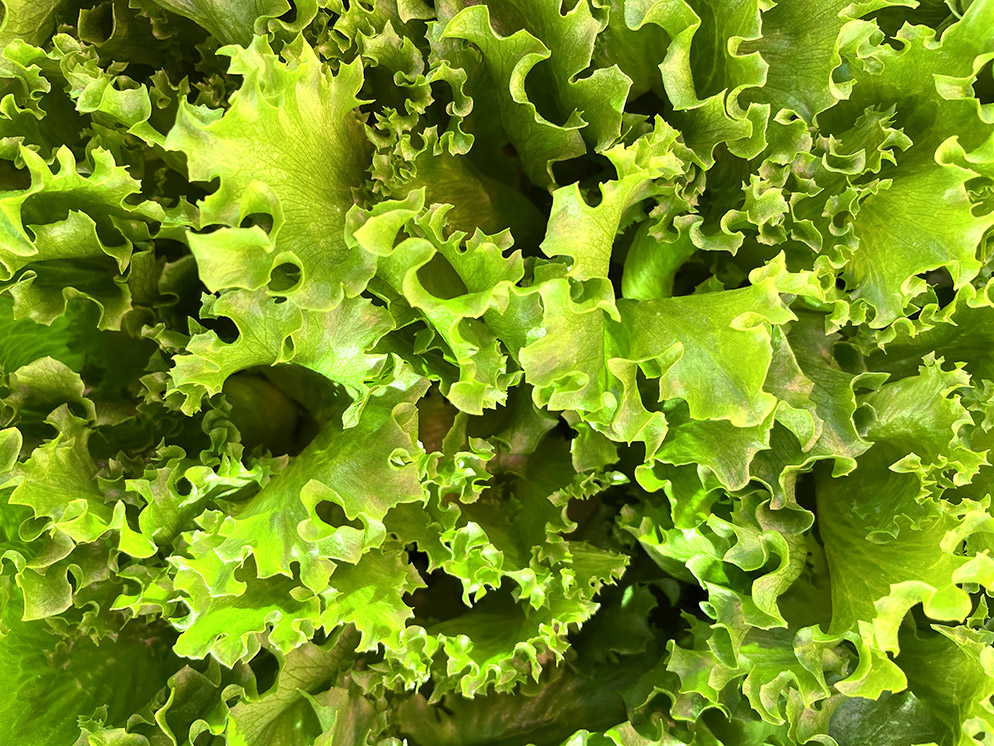 Crispy lettuce Chrismina