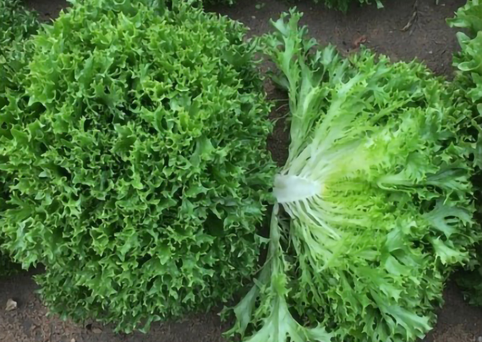 Eazyleaf lettuce Ezfont