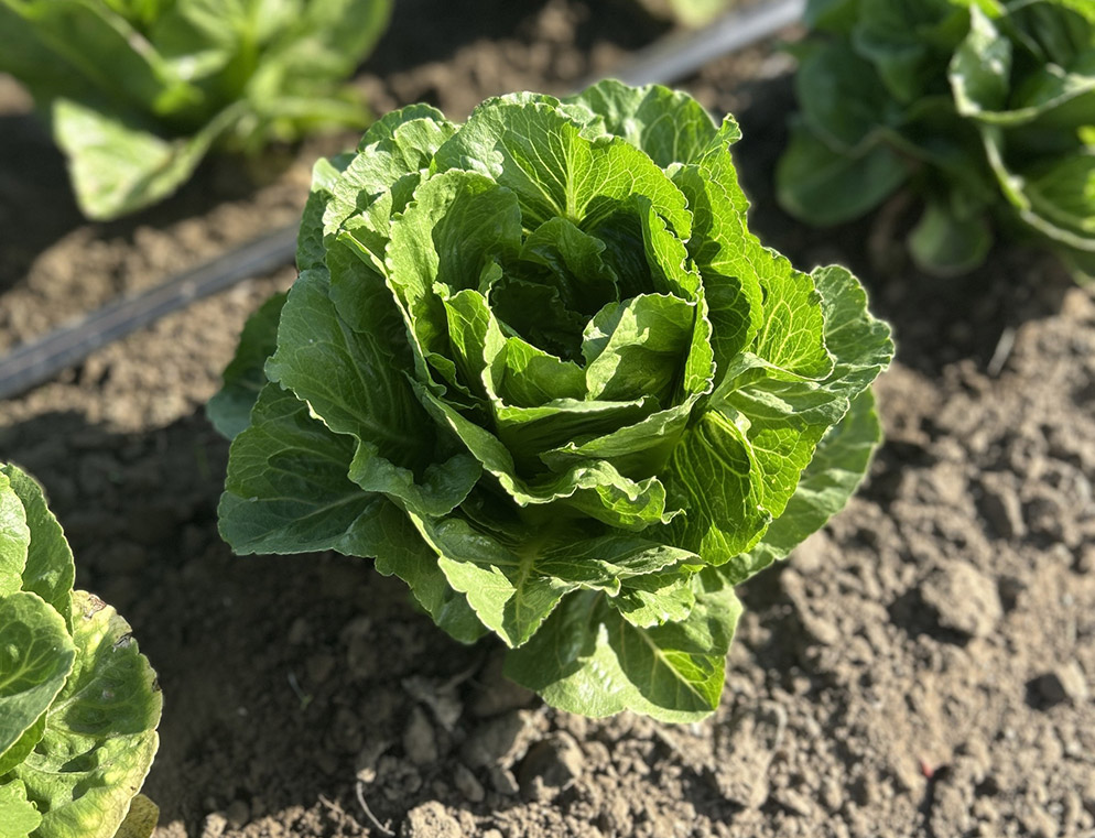 Lettuce Little Gem Bigelow