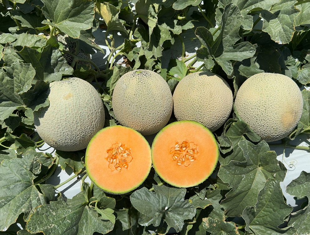 Cantaloupe melon Abilene