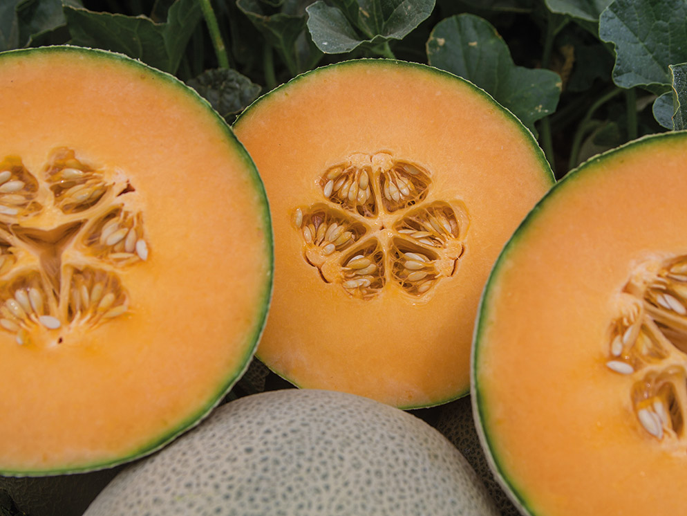 Melon fully netted Cantaloupe Karameza