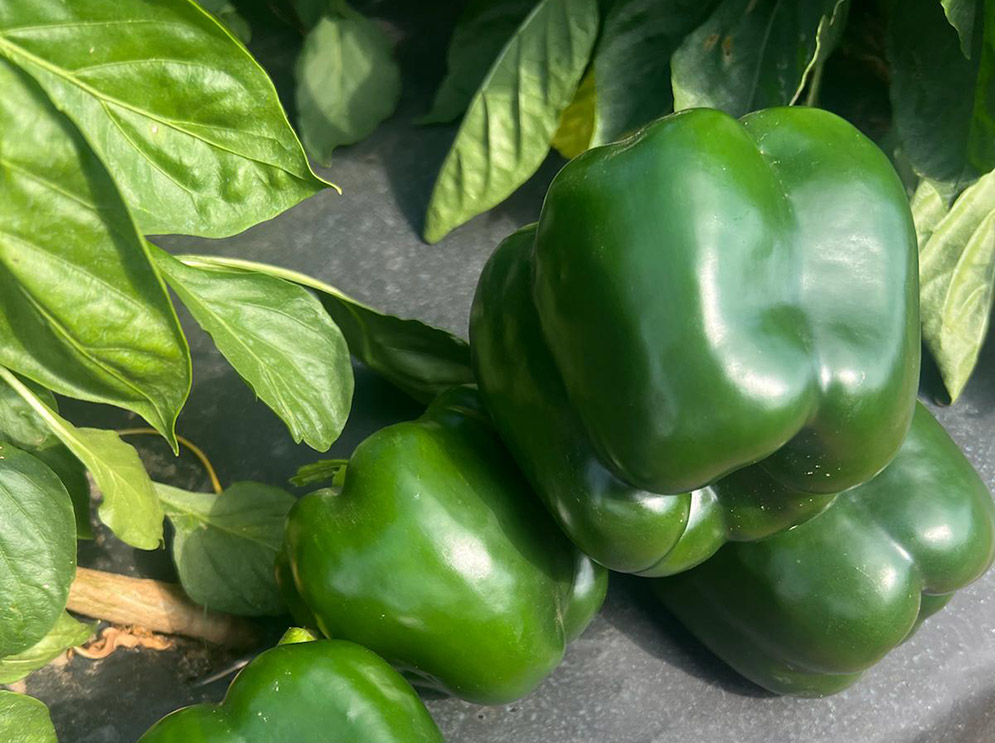 Green blocky pepper Wayfinder