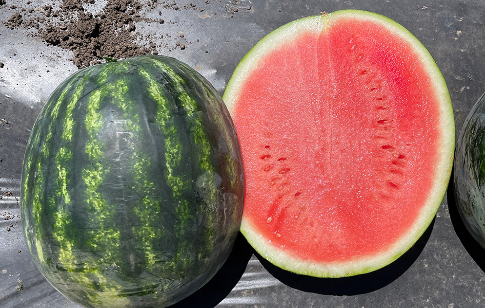 Crimson watermelon Starstreak