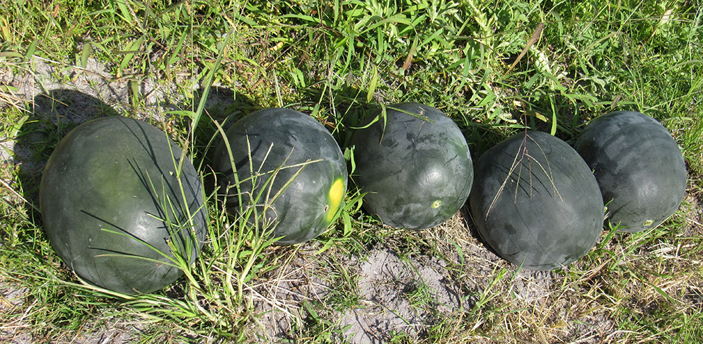 Watermelon Sugar Baby Sanaria