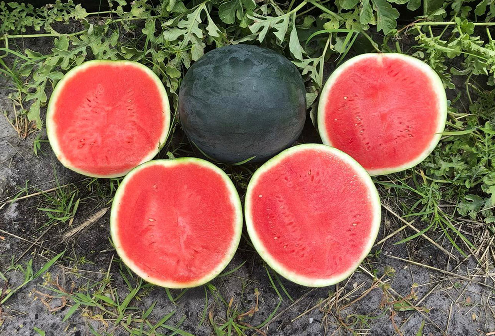 Watermelon Sugar Baby Saniara