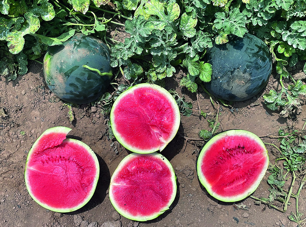 Watermelon Sugar Baby Saniara