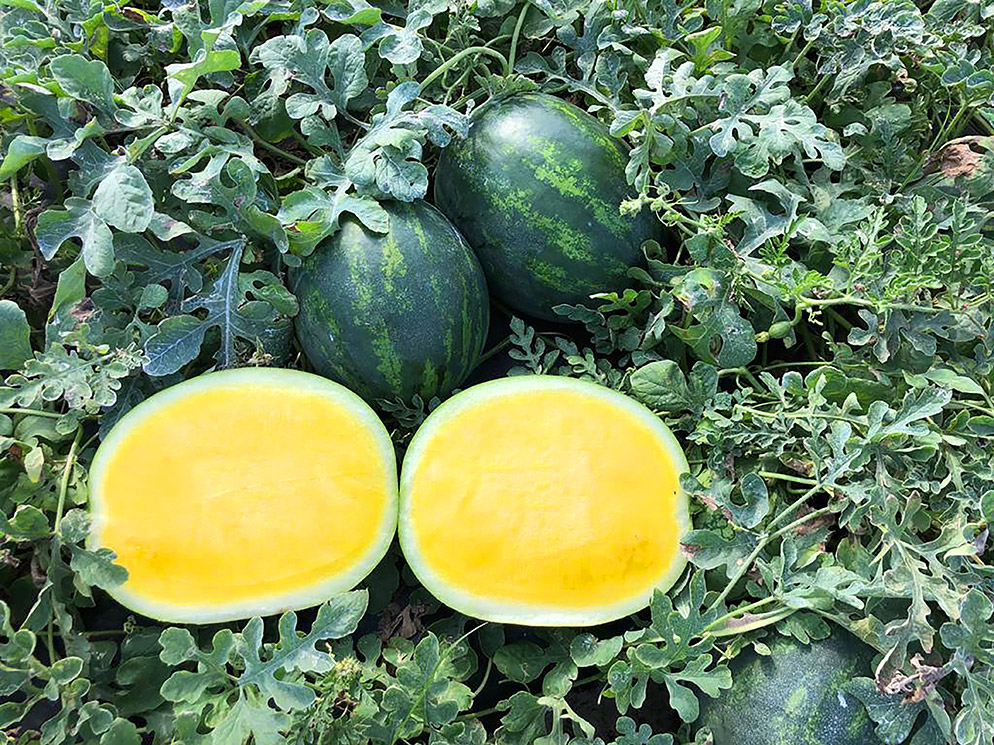 Yellow seedless watermelong Sunstone