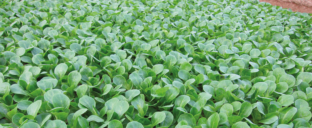 Spinach Discovery Field Days California