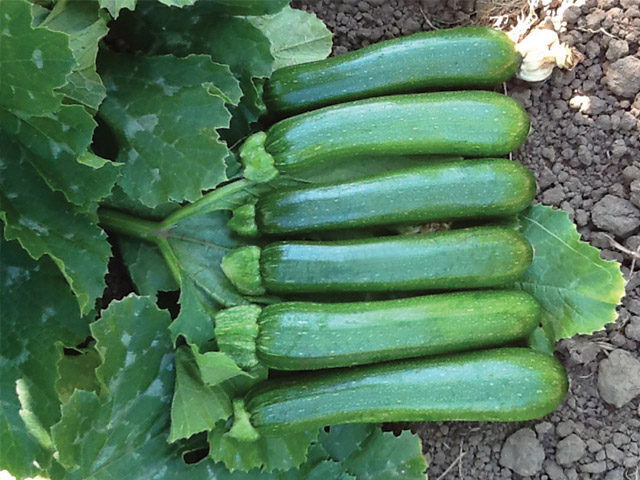 開店記念セール！ Squash summer Green Machine 野菜