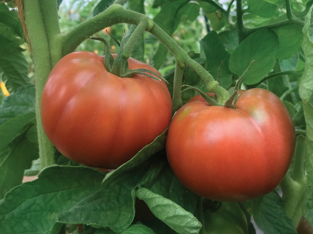 Tomato CubraLibre