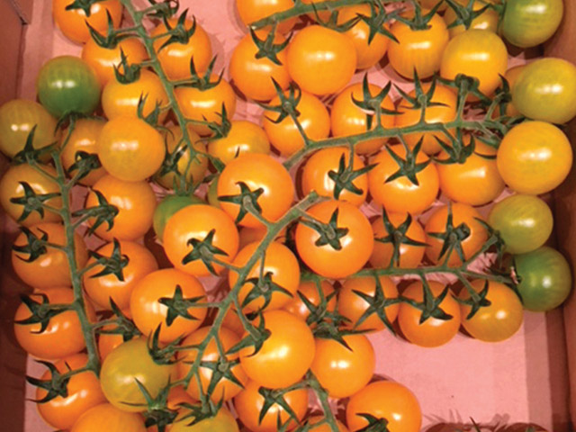 トマト♪( ´θ｀) Cherry Tomato Tomagellow F1 & Tomarange F1