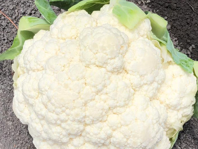 Cauliflower Serenity