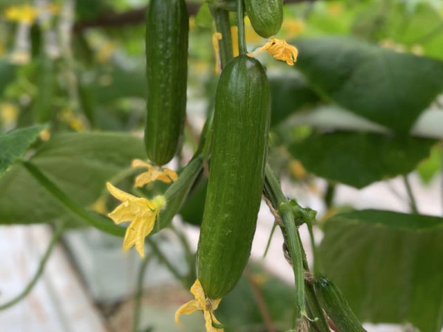 Mini cucumber Analisa on the plant