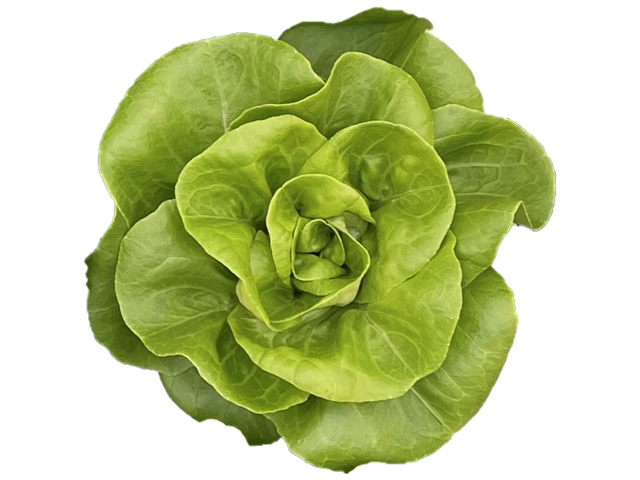 Butterhead lettuce Finley