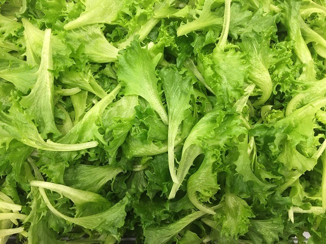 Crispy lettuce Cristabel -  seperate leaves zoomed in