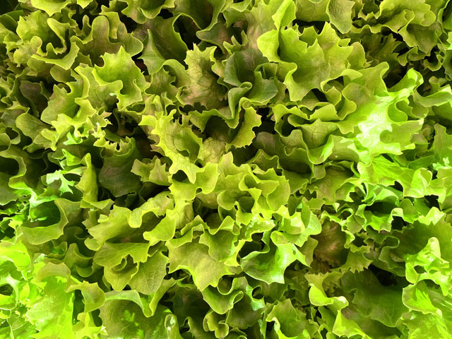 Lollo Bionda lettuce Veery