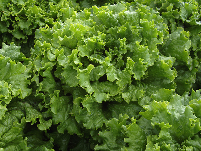 Green leaf lettuce Tropicana