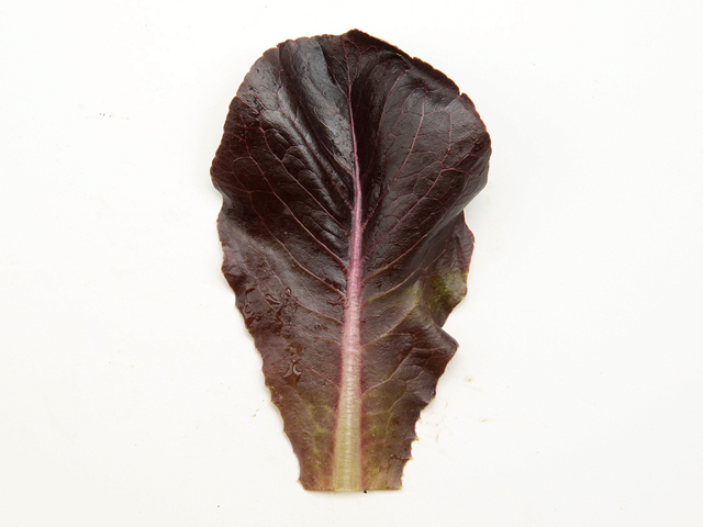 Enza Zaden Eazyleaf Ezbruke