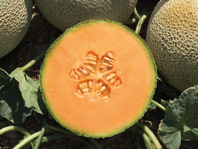 Melon fully netted cantaloupe Kazta