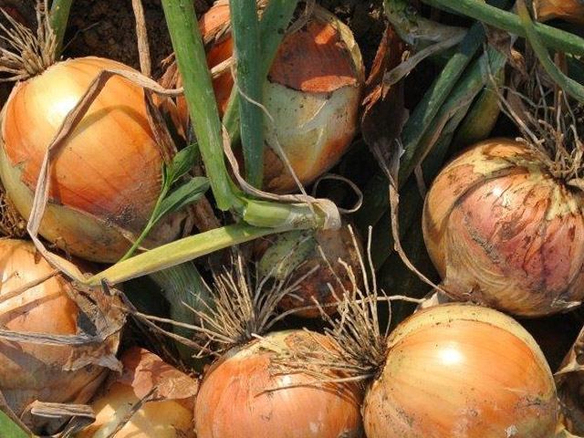Yellow Onion Elsye