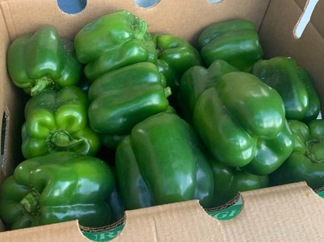 Green pepper Regulator in carton box