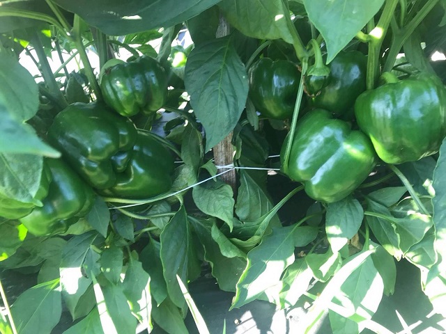 Green pepper Regulator in open field