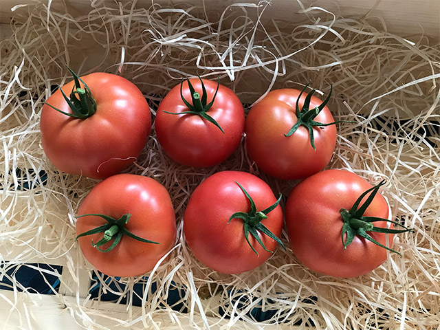 Tomato beef Caiman Tomato beef Caiman