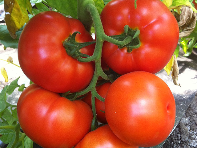 Tomato beef Caiman Tomato beef Caiman