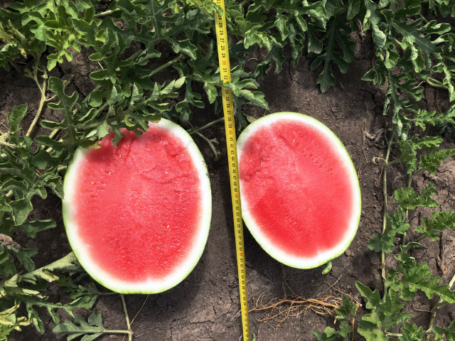 logo avis Svin Watermelon Red Garnet F1