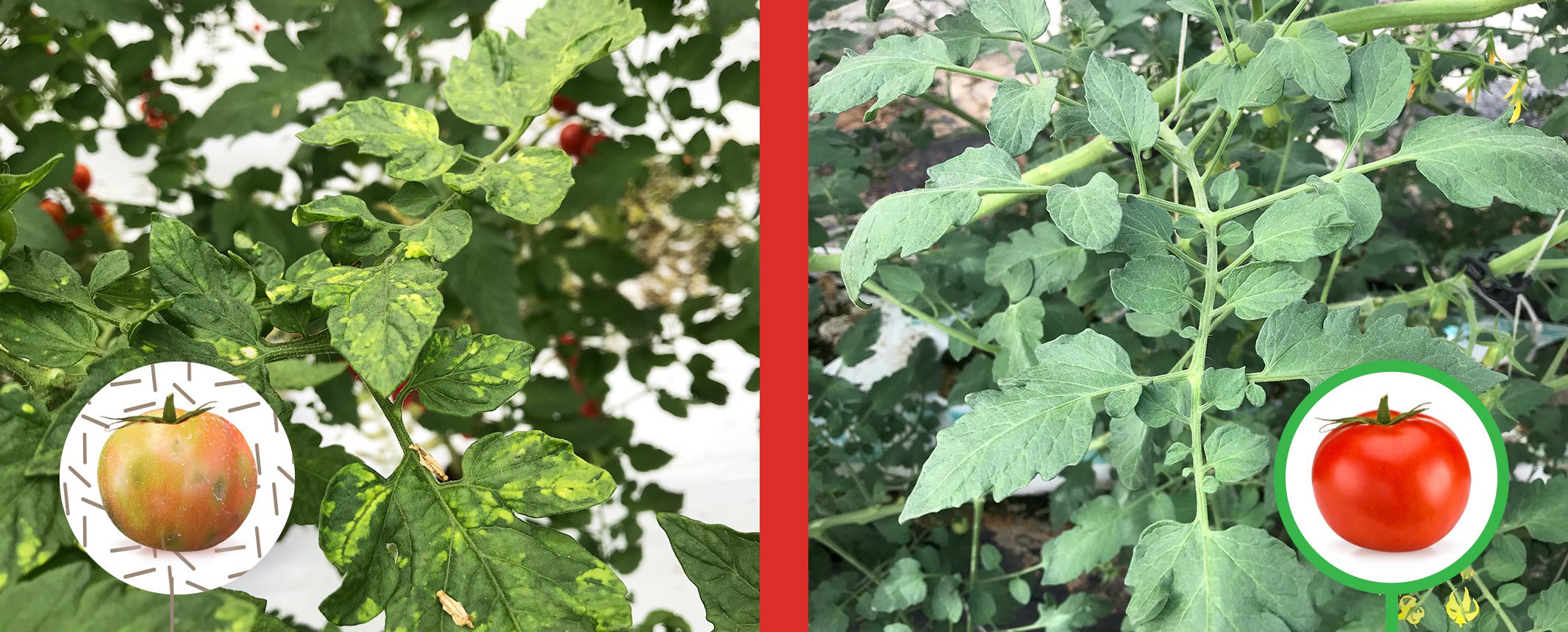 Left: tomato,plants infected with toBRFV - Right: HR resistant tomato planttomato