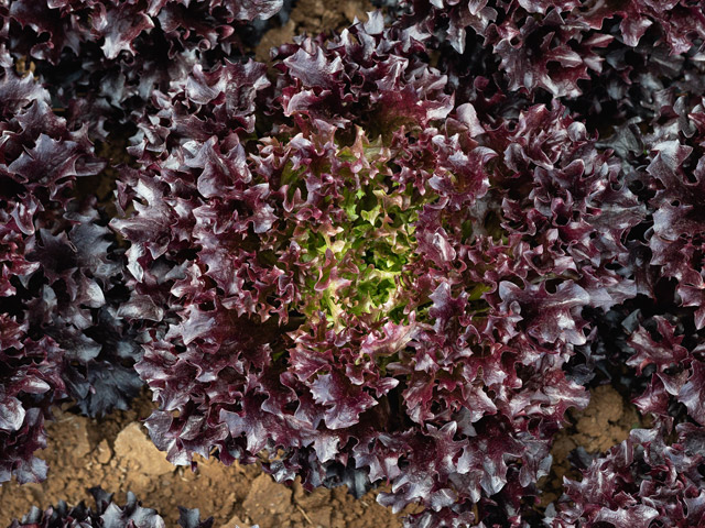 Eazyleaf lettuce Ezflor