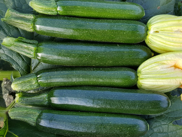 Zucchini Salvador