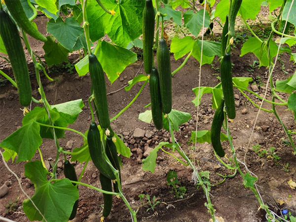 Let cucumber Braganza on the vine