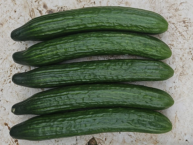 Let cucumber Dee Votion