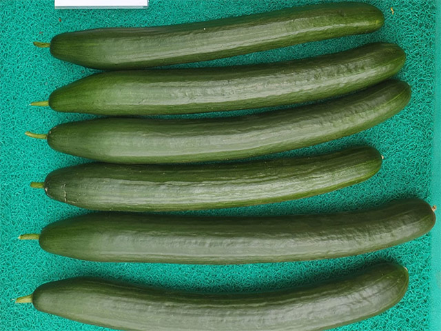 Let cucumber Dreamliner in a box