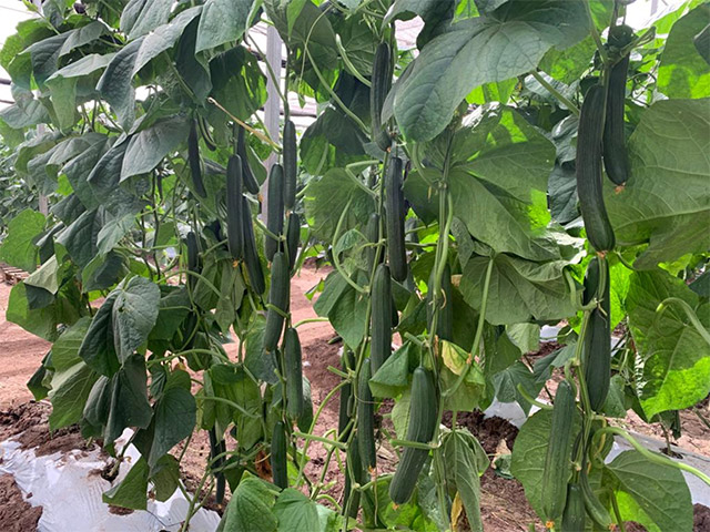 Let cucumber Eslora on the vine