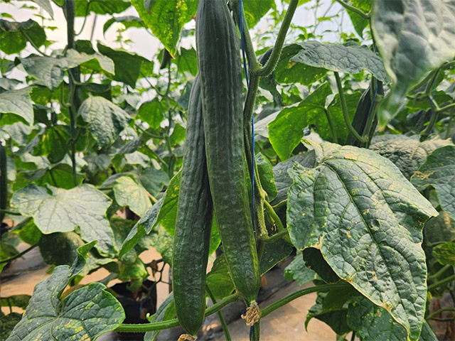 Let cucumber Montano on the vine
