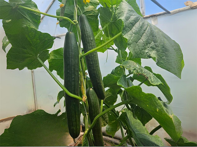 Let cucumber Oktan on the vine