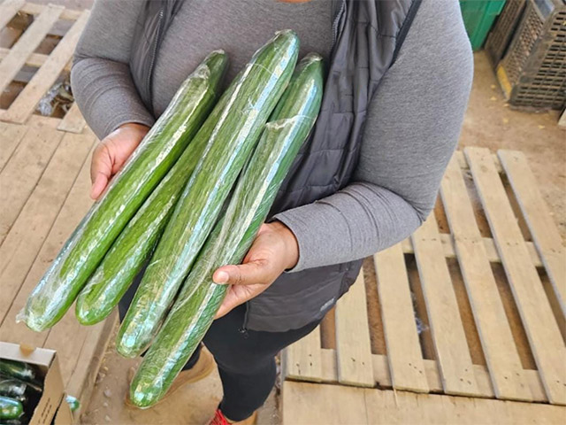 Let cucumber Skuzuza in the hand