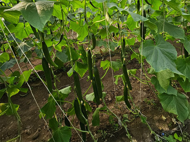 Let cucumber Skuzuza on the vine