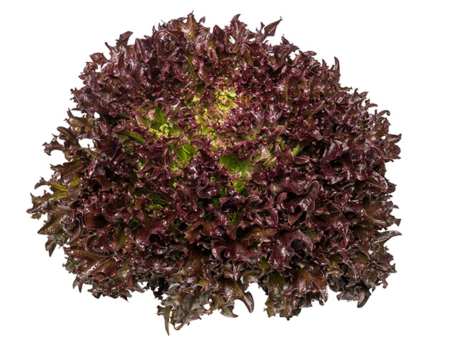 Lettuce Eazyleaf Burgandy