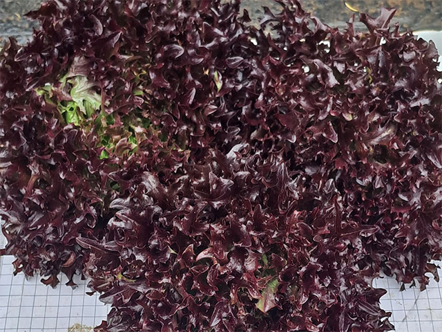 Lettuce Eazyleaf Ezbourne