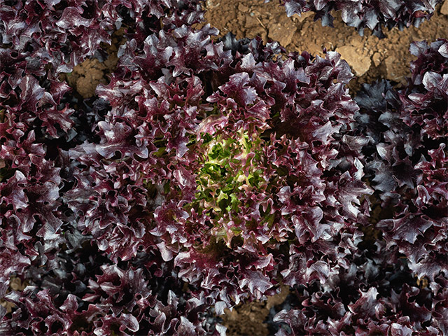 Lettuce Eazyleaf Ezflor