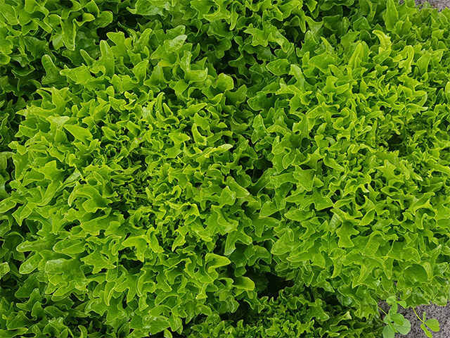 Lettuce Eazyleaf Wildebeast