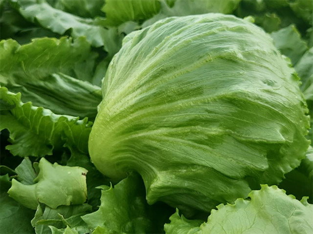 Lettuce Iceberg Berruguete