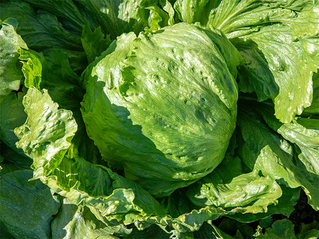 Lettuce Iceberg Firmino