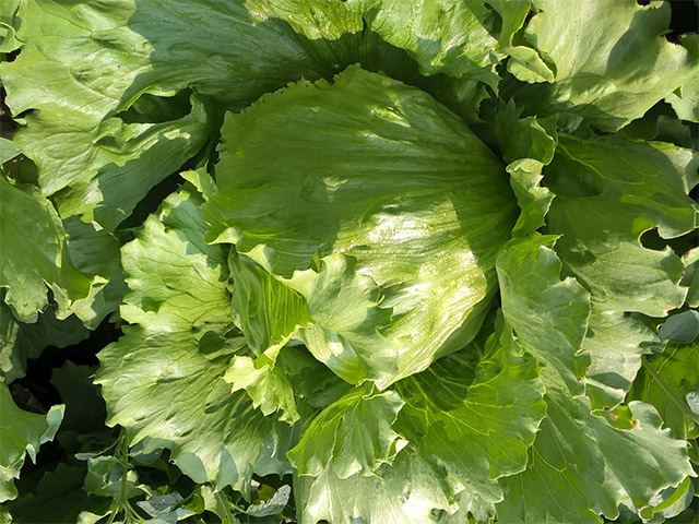 Lettuce Iceberg Glendana